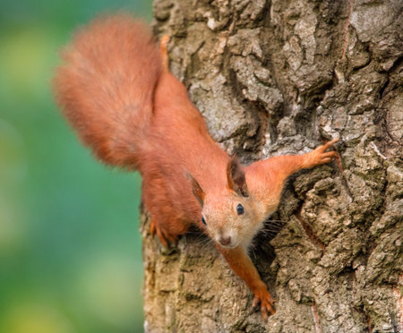Red squirrel sitting on a tree. Close-up selective focus.