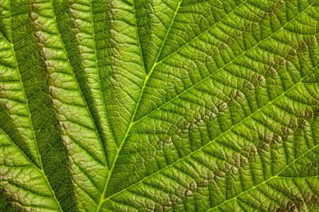 Natural background or texture, green raspberry leaf, close-up.