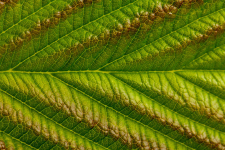 Natural background or texture, green raspberry leaf, close-up.