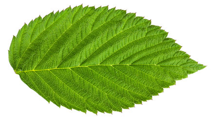 Green raspberry leaf isolated on a white background
