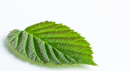 Green raspberry leaf isolated on a white backgroundの写真素材