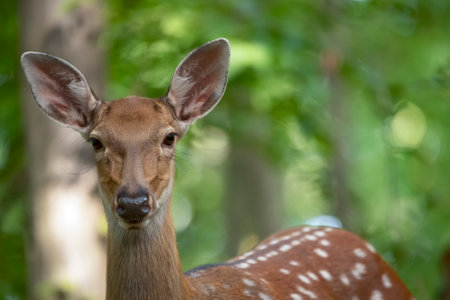 Head of a female deer close-up. Selective focus.の写真素材