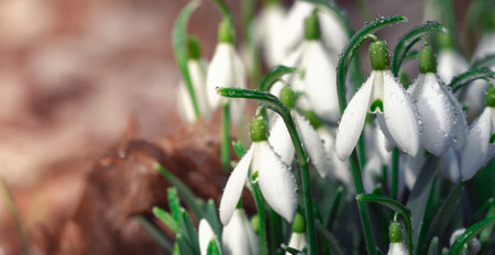 Galanthus snowdrop, the first flower that blooms in spring. A gift for Valentine's Day.の写真素材
