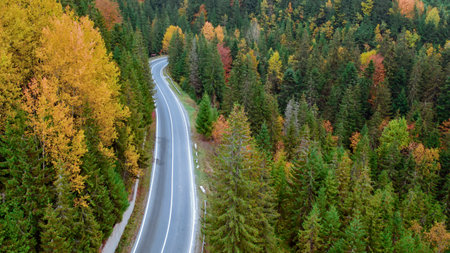 Autumn landscape, paved road in the mountain forest. Yellow and red cast trees and green conifers create a picturesque contrast.の写真素材