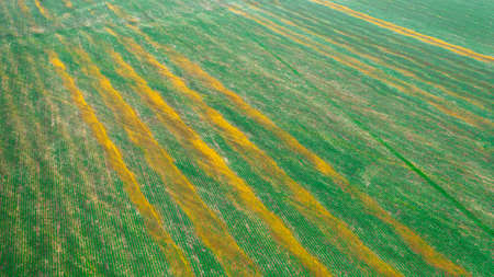Soybean crops are damaged due to improper application of fertilizers, pesticides, or herbicides.の写真素材