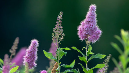 Flowering bush Spiraea salicifolia Selective focus. Close-up.