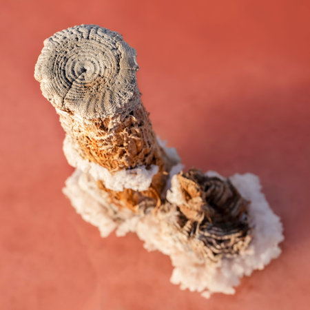 Salt deposits on surfaces. Wooden poles are damaged by the salt water of the pink lake. Therapeutic mineral water.の写真素材