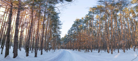 Wonderful sunset in the winter forest. The sun's rays fall on the snow-covered branches. Winter...
