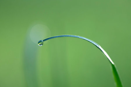Green grass, dew, and morning sun, background.