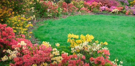 Flowerbed with colorful azaleas and meadow with green grass in the park.