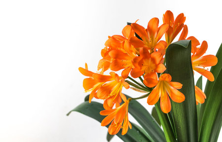 Clivia, large orange flower Indoor evergreen plant.