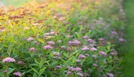 Heap of bright pink spirea blooms in the backyard. Flowerbed on a green lawn.の写真素材