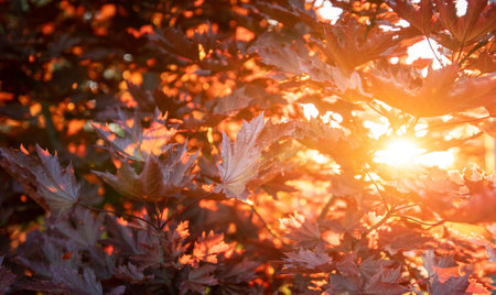 Autumn background. Warm sunbeams and red maple leaves. Natural texture.