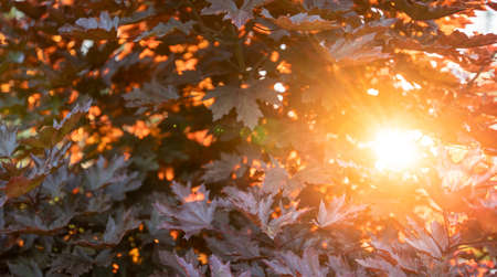 Autumn background. Warm sunbeams and red maple leaves. Natural texture.の写真素材