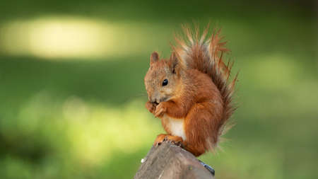 Young red squirrel sits on the back of a park bench on a background of green grass and eats a nut.の写真素材