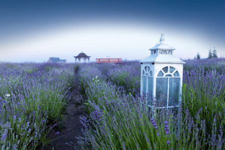 Bright colorful lavender field, white vintage lamp in the foreground.