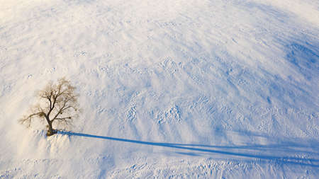 View from the drone on a single tree in a snowy field. Minimalism.の写真素材