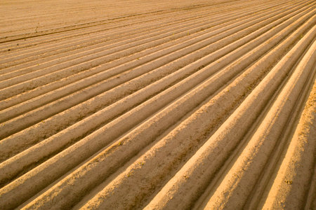 Aerial view of high quality soil in the field. Ready to grow crops. Field with potatoes, roots.の写真素材