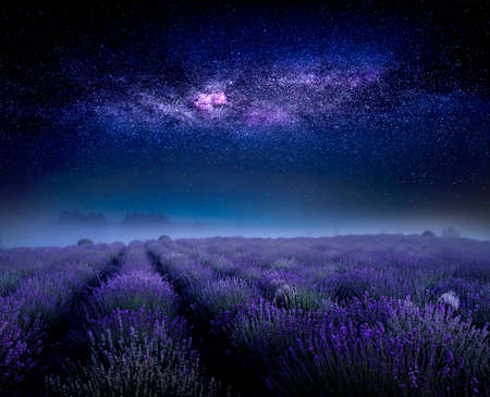 Lavender field and starry sky. Wonderful summer night landscape, with a flowering field and the Milky Way.の写真素材