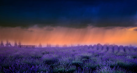 Lavender field, blooming lavender planted in rows on the field, empty bench and storm clouds on a...