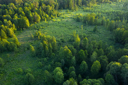 Trees, reeds and river, wetlands near the forest, top view. Wonderful summer landscape, drone view. Abstract natural background.の写真素材