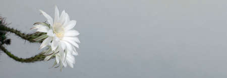 Two cactus flowers on a light background, selective focus, place for text, panorama.の写真素材