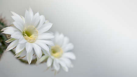 Two cactus flowers on a light background, selective focus, place for text, panorama.の写真素材