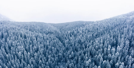 Alpine snow-capped mountain forest. Wonderful winter landscape. Snowstorm over the pines. Deterioration of weather conditions.の写真素材