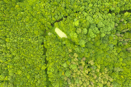 green autumn or spring forest. View from the droneの写真素材