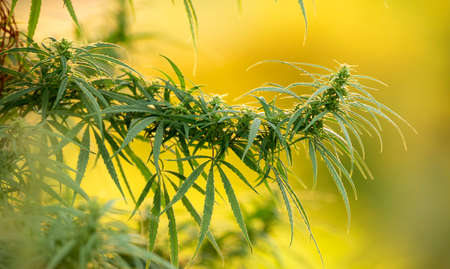 Medical cannabis plant selective focus, close up.の写真素材