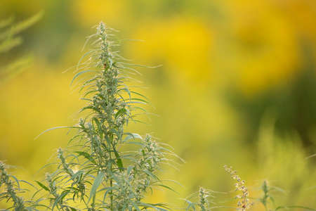 Medical cannabis plant selective focus, close up.の写真素材