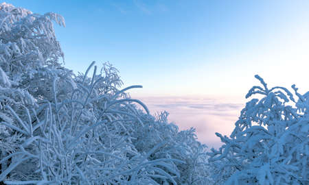 Snow-covered trees on top of the mountain at dawn.の写真素材