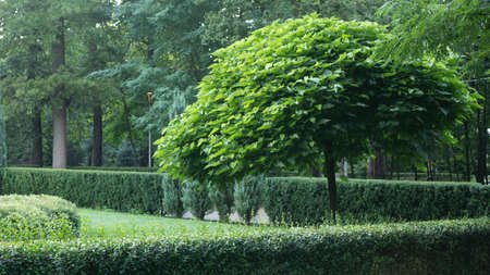 catalpa with a beautiful crown on the green grassの写真素材