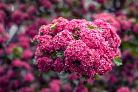 Red bud of hawthorn flowers on a background of green leaves.の写真素材