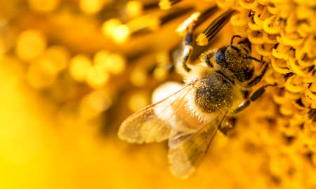 Honey bee on a sunflower flower, close-up. selective focus.の写真素材