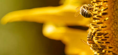 Honey bee on a sunflower flower, close-up. selective focus.の写真素材