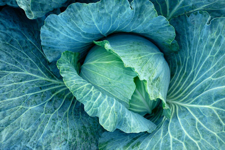 Cabbage, vegetarian food, natural green background. Young fresh cabbage on an organic farm.