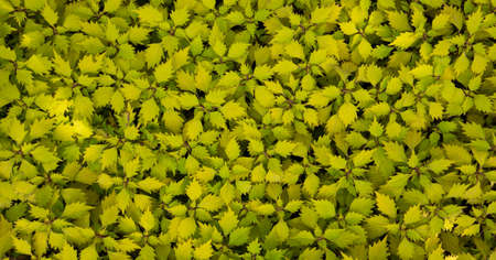 Coleus - Wizard ScarletNatural plant background. Abstract texture.の写真素材