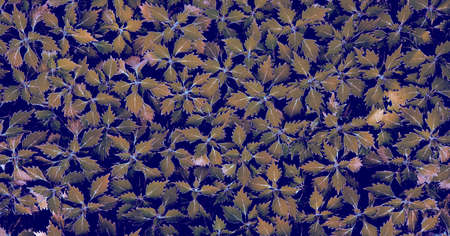 Coleus - Wizard ScarletNatural plant background. Abstract texture.の写真素材