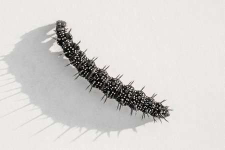 Vanessa cardui caterpillar butterfly thistle on a white background.の写真素材