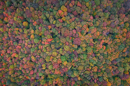Green and yellow leaves of trees. Autumn forest top view. Natural background or texture.の写真素材