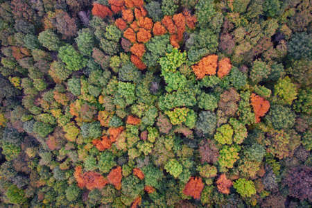 Green and yellow leaves of trees. Autumn forest top view. Natural background or texture.の写真素材