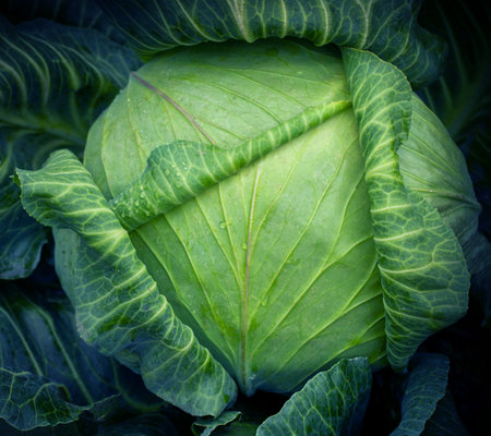 Cabbage, vegetarian food, natural green background. Young fresh cabbage on an organic farm.の写真素材