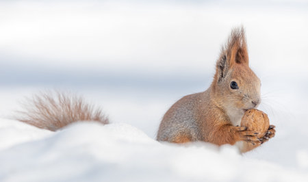 Tamia Sciurus hudsonicus red squirrel on white snow. On a sunny frosty winter day.