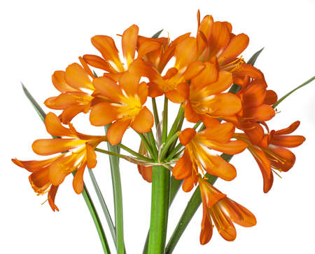 Clivia, large orange flower Indoor evergreen plant.の写真素材