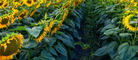 Big sunflowers on the field. Yellow flowers, green leaves.の写真素材