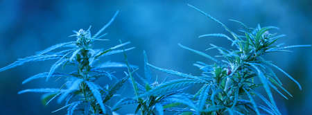 Leaf of high quality medical cannabis or marijuanaの写真素材