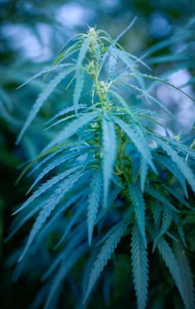 Leaf of high quality medical cannabis or marijuanaの写真素材