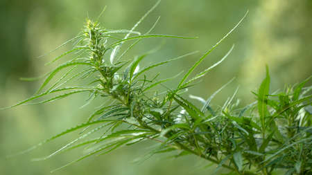 Leaf of high quality medical cannabis or marijuanaの写真素材