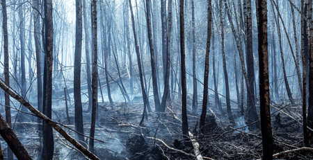 Forest after the fire. Burnt tree trunks, there in the atmosphere. Ecological catastrophe.の写真素材